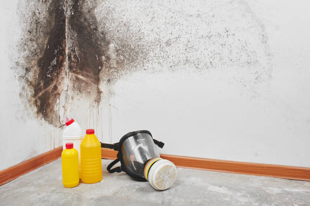 Best Best Mold Removal Companies  in Chincoteague, VA