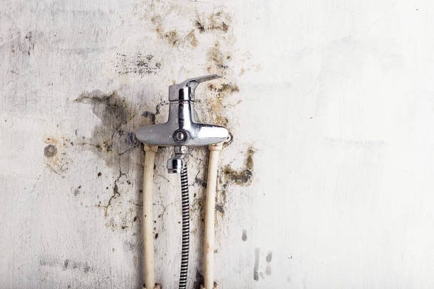Best Certified Mold Removal  in Chincoteague, VA