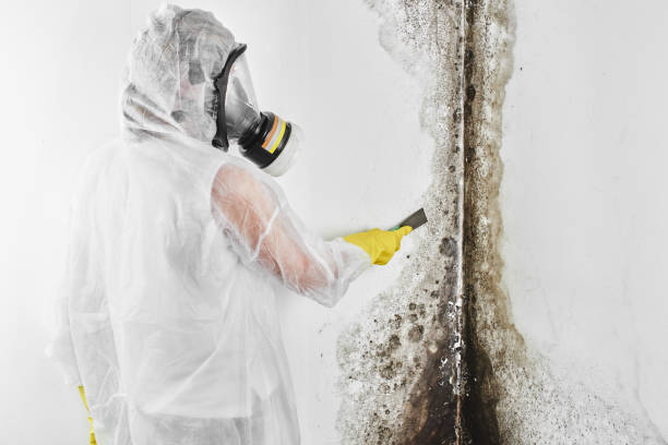 Best Crawl Space Mold Removal  in Chincoteague, VA
