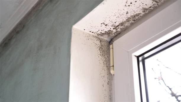 Best Local Mold Removal Service  in Chincoteague, VA