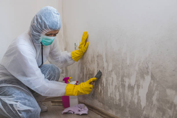 Best Fast Mold Removal  in Chincoteague, VA