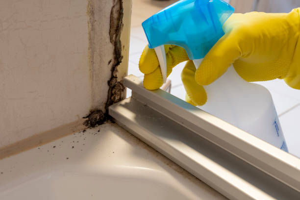 Best Mold Removal Company Near Me  in Chincoteague, VA