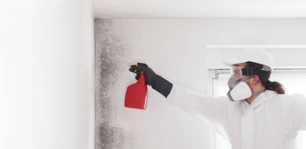 Best Professional Mold Removal  in Chincoteague, VA