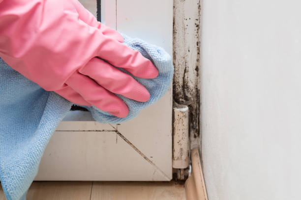 Best Professional Mold Removal  in Chincoteague, VA